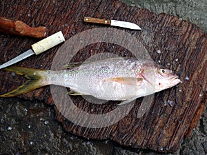 A red snapper being cleaned in the west indies.