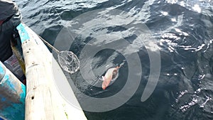 Red snapper caught using handline fishing