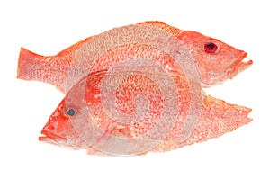 Red Snapper Fish