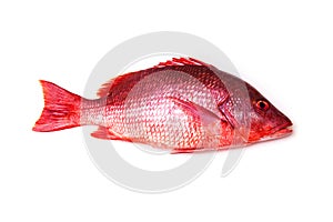 Red Snapper fish