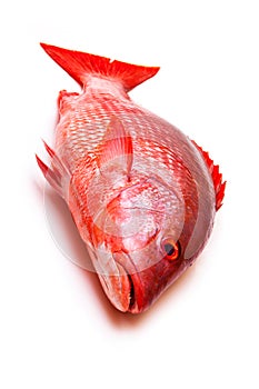 Red Snapper fish