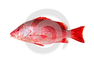 Red Snapper fish