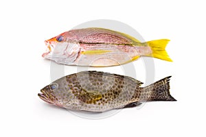 Red Snapper Fish and areolate grouper (epinephelus areolatus) f