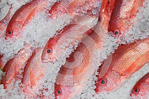 Red Snapper fish on ice