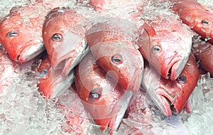 Red Snapper Fish on Ice at Fish Market