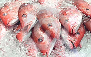 Red Snapper Fish on Ice at Fish Market photo