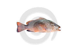 red snapper fish isolated on white background.