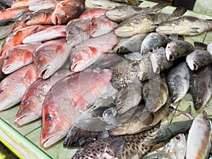 Red snapper and fresh fish variety