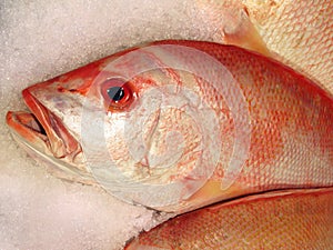 Red snapper on ice photo