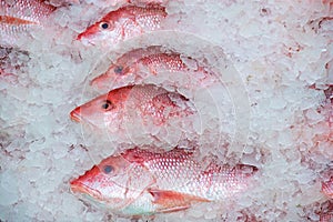 Red snapper in ice photo