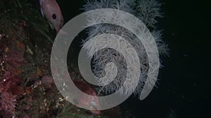 Red snapper Lucian fish on background of clear seabed underwater of New Zealand.