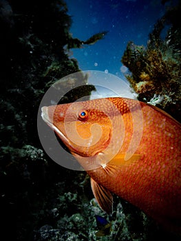 Red snapper (Lutjanus campechanus) on the artificial Buckeye Reef, Steinhatchee, Florida