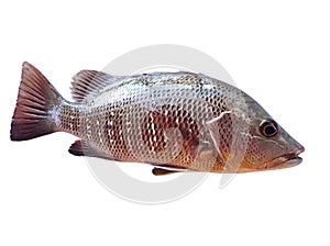 Red snapper