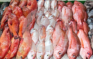 Red snapper and red mullet for sale