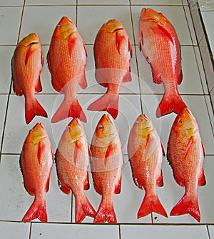 Red Snapper for Sale in Fish Market