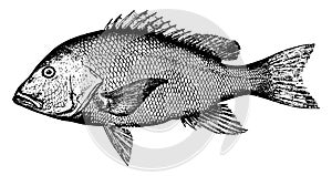 Red Snapper, vintage illustration