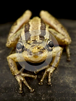 Red snouted treefrog Scinax ruber photo