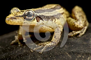 Red snouted treefrog Scinax ruber photo