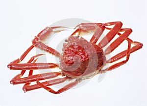 Red snow crab, isolated on white background.
