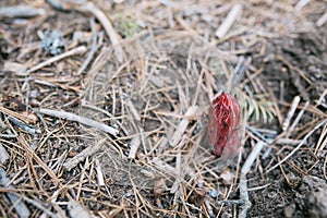 Red Snow Plant at Mariposa Grove, Yosemite National Park