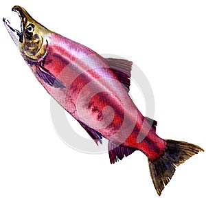 Red Sockeye, Kokanee Salmon, Oncorhynchus nerka isolated, watercolor illustration photo