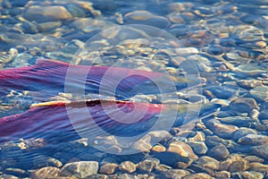 Red Sockeye Salmon Spawning