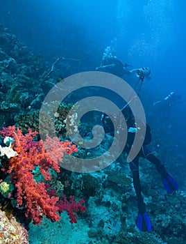 Red soft coral