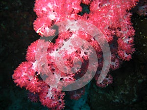 Red soft coral polyps