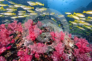 Red soft coral reef and school of fish at Richelieu Rock, Thailand