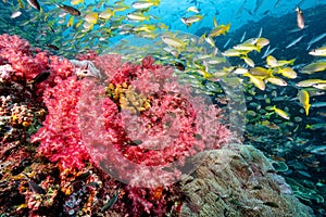 Red soft coral reef and school of fish at Richelieu Rock, Thailand