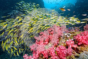 Red soft coral reef and school of fish at Richelieu Rock, Thailand