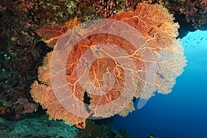 Red soft coral (Sea fan)