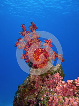 Red Softcoral