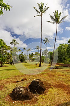 Red Soil With Coconut Trees