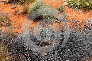 The red soil ground in Yulara, Ayers Rock, Red Center, Australia