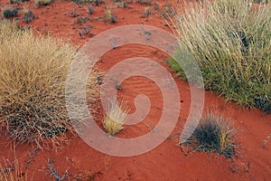 Red Soil and Native Spinifex, Uluru