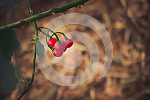 Red Solanum procumbens