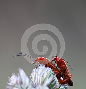 Red soldier beetle