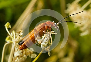 Red Soldier Beetle