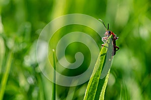 Red soldier beetle Cantharis Pellucida on a blade of grass