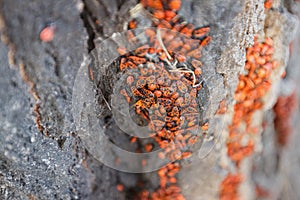 Red soldier bug with black dots on wooden background. Firebugs Pyrrhocoris apterus sitting on tree barch