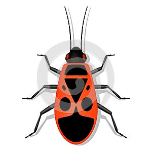 Red soldier bug with black spots