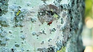 Red soldier bug Pyrrhocoris apterus on a birch tree macro.