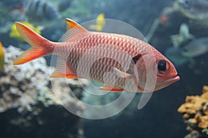 Red Soldierfish