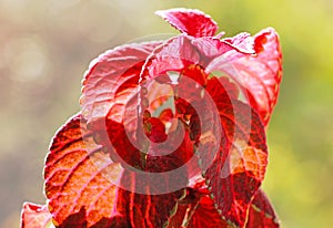 Red Solenostemon scutellarioides leaves