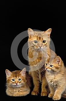 RED SOMALI DOMESTIC CAT, MOTHER WITH KITTENS