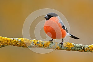 Red songbird Bullfinch sitting on yellow lichen branch, Sumava, Czech republic. Wildlife scene from nature. Bullfinch in forest.