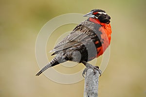 Red songbird. Long-tailed Meadowlark, Sturnella loyca falklandica, Saunders Island, Falkland Islands. Red and brown song bird