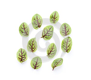 Red sorrel leaves on white background