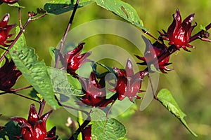 Red sorrel is a medicinal herb grown in the garden